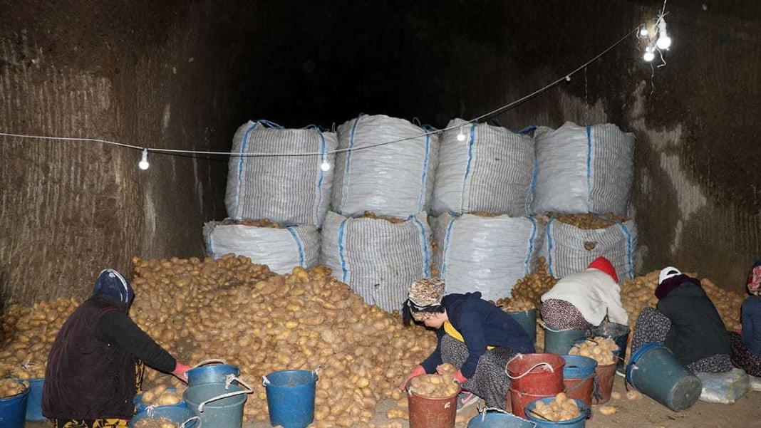 Mağaralarda tonlarca patates 8 ay muhafaza ediliyor