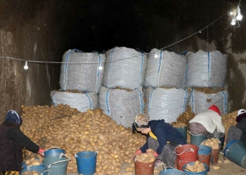 Mağaralarda tonlarca patates 8 ay muhafaza ediliyor