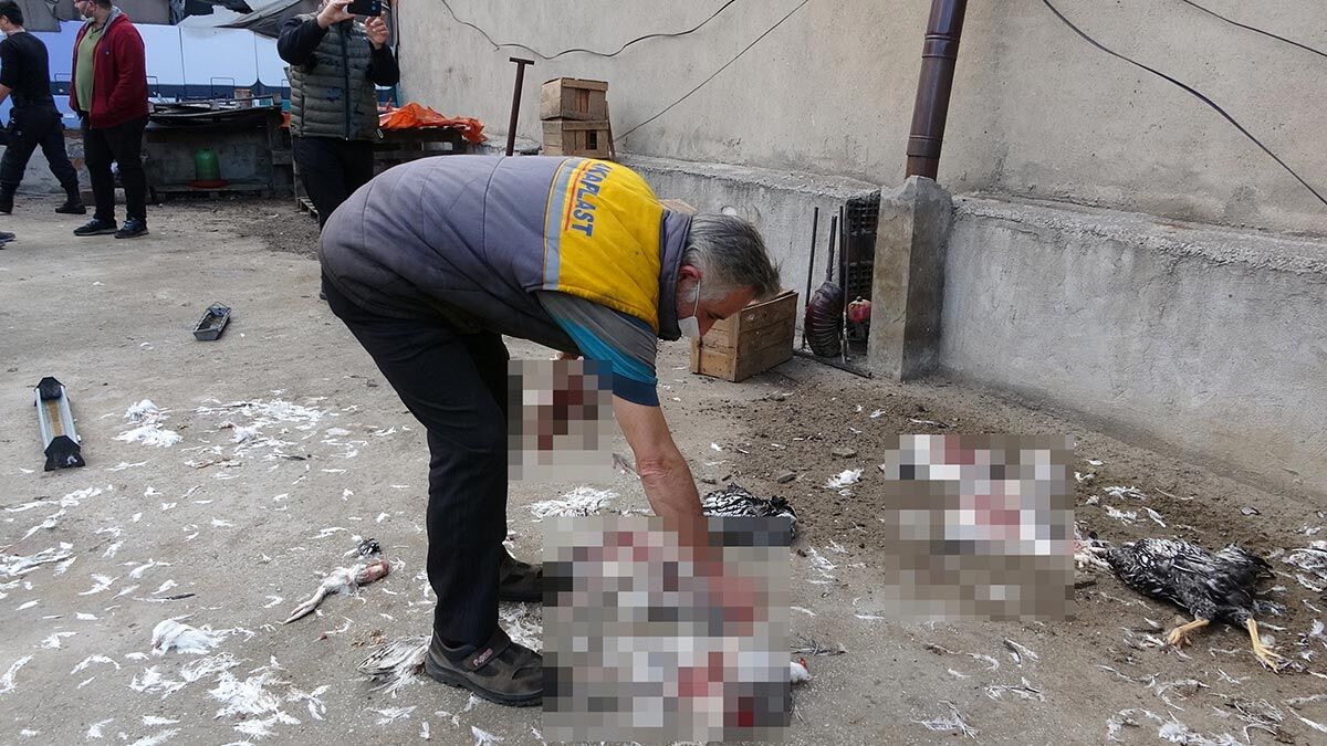 53 tavuk pitbull cinsi 2 köpeğinin saldırısına uğradı