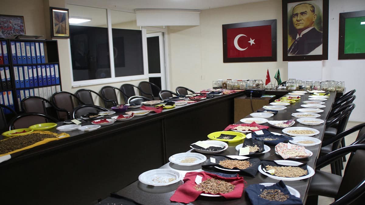 2 yıllık çalışmalarla, 100 farklı çeşitte ata tohumuna ulaşıldı. Toplanan tohumların bazıları, yönetim kurulu odasına serilen bezlerde kurutularak gelecek yıl için hazırlanırken, odaya ait Meci Tarım Parkı’nda kurulan serada toprakla buluşturulup, her gün özenle bakılan diğer tohumlar ise fide haline getirildi.