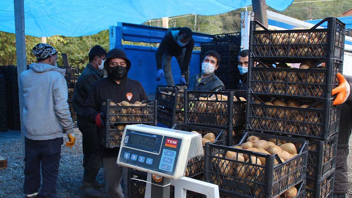Uzmanlar, kış mevsiminde vücut bağışıklığını güçlendiren C vitamini yönünden zengin olan kivinin özellikle salgın sürecinde bolca tüketilmesini öneriyor.