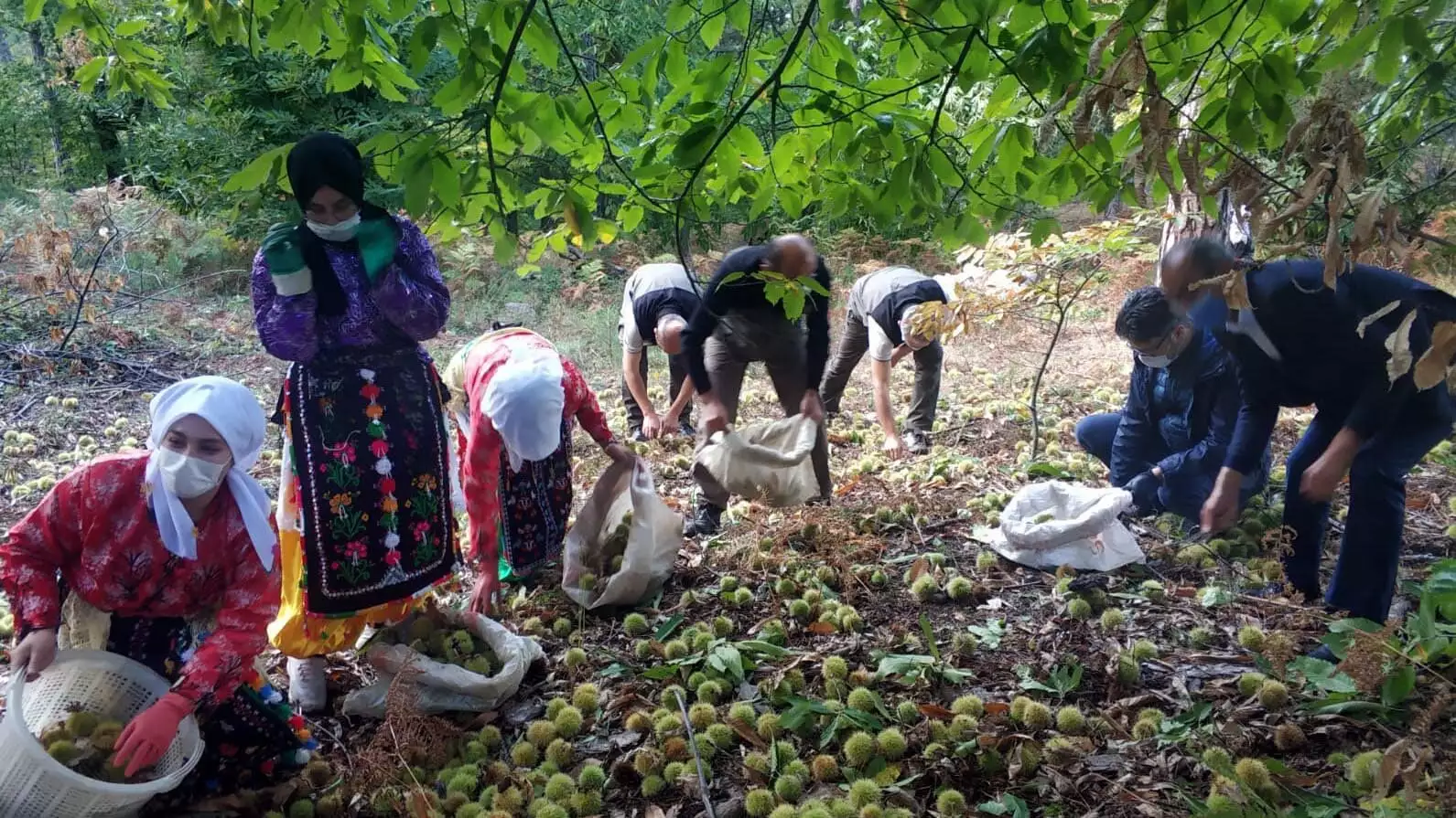 Kütahya'nın kendine has lezzeti, iriliği ve farklı aromasıyla tanınan coğrafi işaretli simav kestanesinin hasadına başlandı.