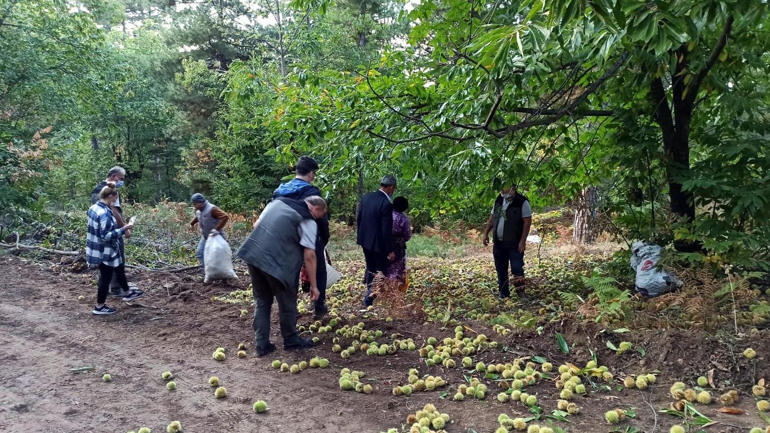 Simav kestanesinin hasadına başlandı