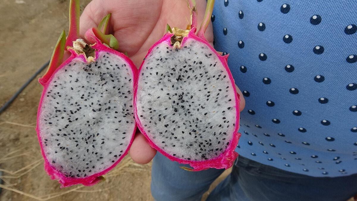 Tadını beğendiği ejder meyvesini internetten araştıran Tunçay, yetiştirmeye karar verdi. Tunçay, bu fikrini annesi Naciye Tunçay'a açtı. 5 yıl çalıştığı sinema sektörünü bırakan Tunçay, annesi ile memleketleri olan Aydın'ın İncirliova ilçesinde 1,5 dönüm yer kiralayarak sera kurdu.