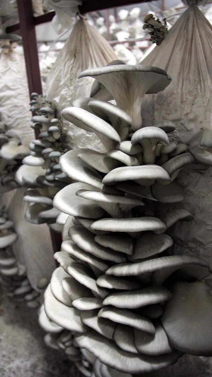 Tadını beğendiği istiridye mantarı üretmeye başladı, siparişlere yetişmekte güçlük çekiyor.