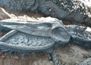 11 metrelik bir balinanın kalıntıları bulundu