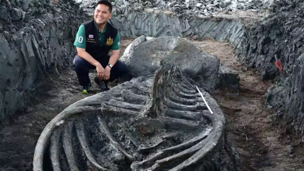 Taylandda 5 bin yillik balina kalintilari bulundu 1925 dhaphoto3 1 - dış haberler - haberton