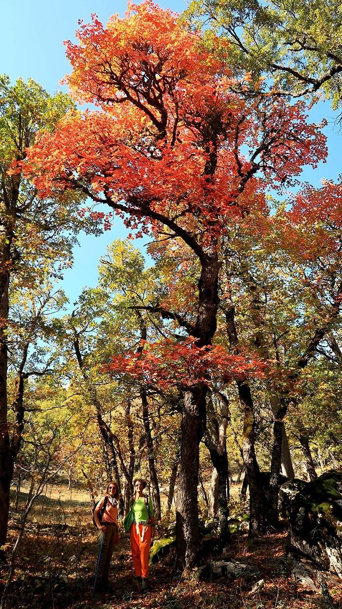 Geziler randevu ve teknik personel kontrolüyle yapılıyor