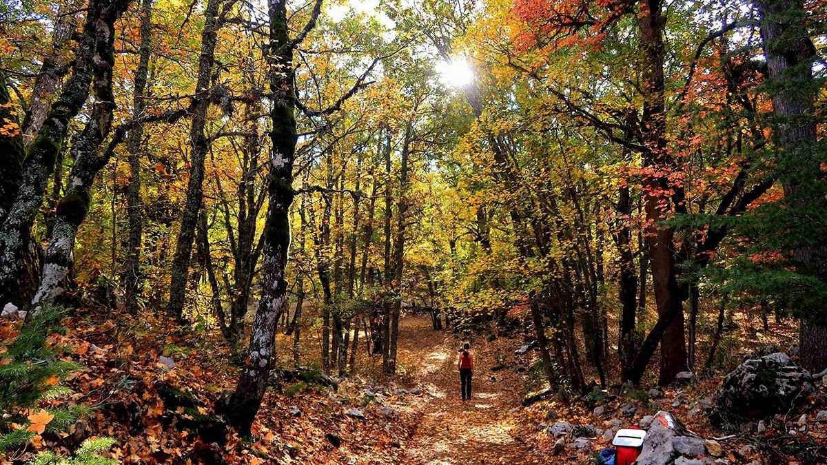 Hazan mevsiminin tüm renklerinin yer aldığı doğa harikası orman, Eğirdir Gölü ile Kovada Gölü arasında yer alıyor.
