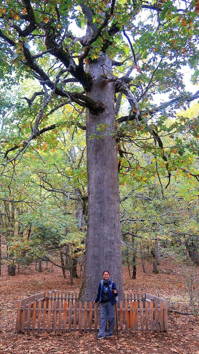 Kasnak Meşesi Ormanı Tabiat Koruma Alanı'nda sonbaharla birlikte renk cümbüşü yaşanmaya başladı. Birinci önceliğin 'koruma' olduğu ormanda geziler randevu ve teknik personel kontrolüyle yapılabiliyor.
