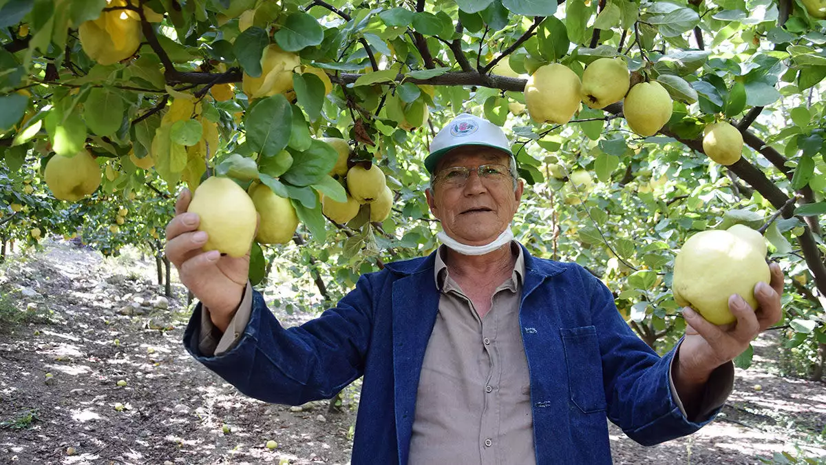 Antalya'nın kumluca ilçesinde, kırsal alanda üreticiler son dönemde nar ve elmadan vazgeçip, ayva üretimine yöneldi.