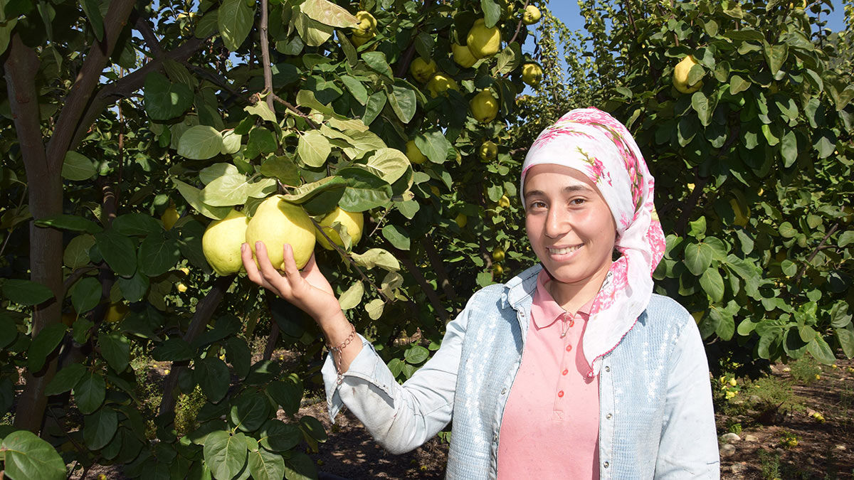 Üreticiler ayva üretimine yöneldi