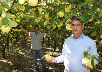 Antalya'nın Kumluca ilçesinde, kırsal alanda üreticiler son dönemde nar ve elmadan vazgeçip, ayva üretimine yöneldi.