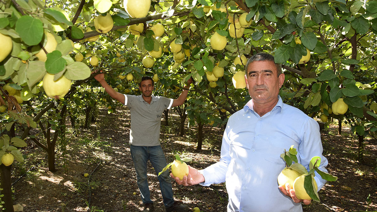 Antalya'nın Kumluca ilçesinde, kırsal alanda üreticiler son dönemde nar ve elmadan vazgeçip, ayva üretimine yöneldi.