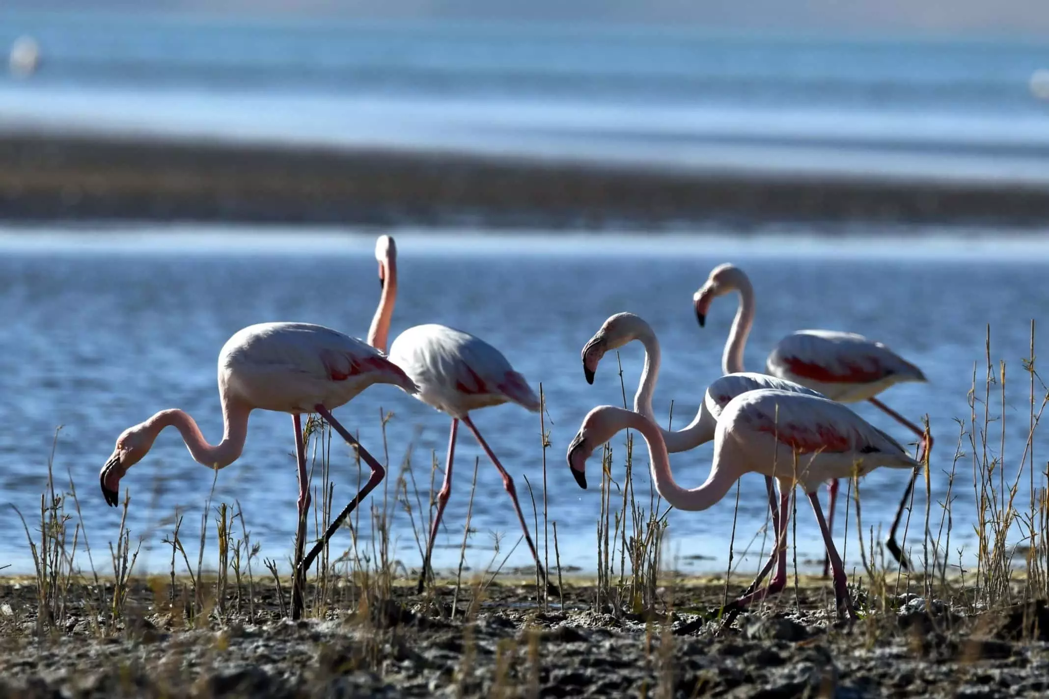Flamingolar afrika'ya göç ediyor