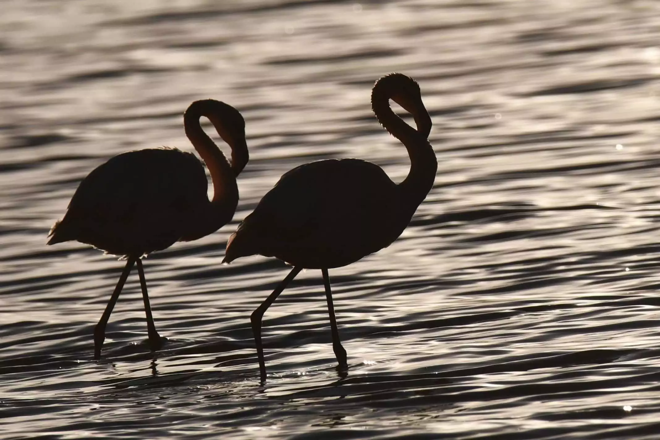 Van gölü havzasında görsel şölen sunan flamingolar havaların soğumasıyla birlikte afrika'ya göç ediyor.