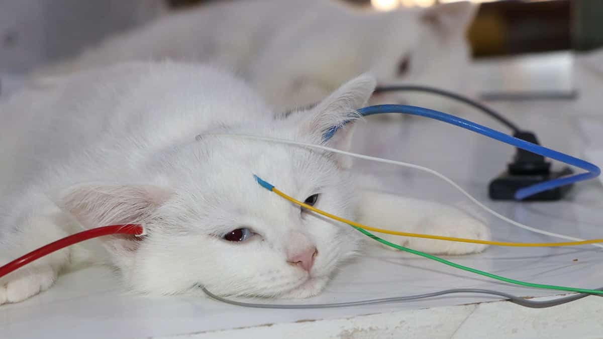 Van kedileri, sağlıklı bir nesil için düzenli olarak bu teste tabi tutuluyor