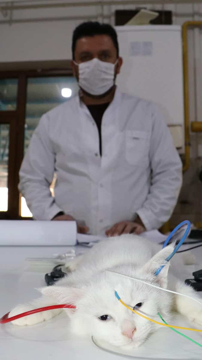 Van kedileri bu teste tabi tutuluyor