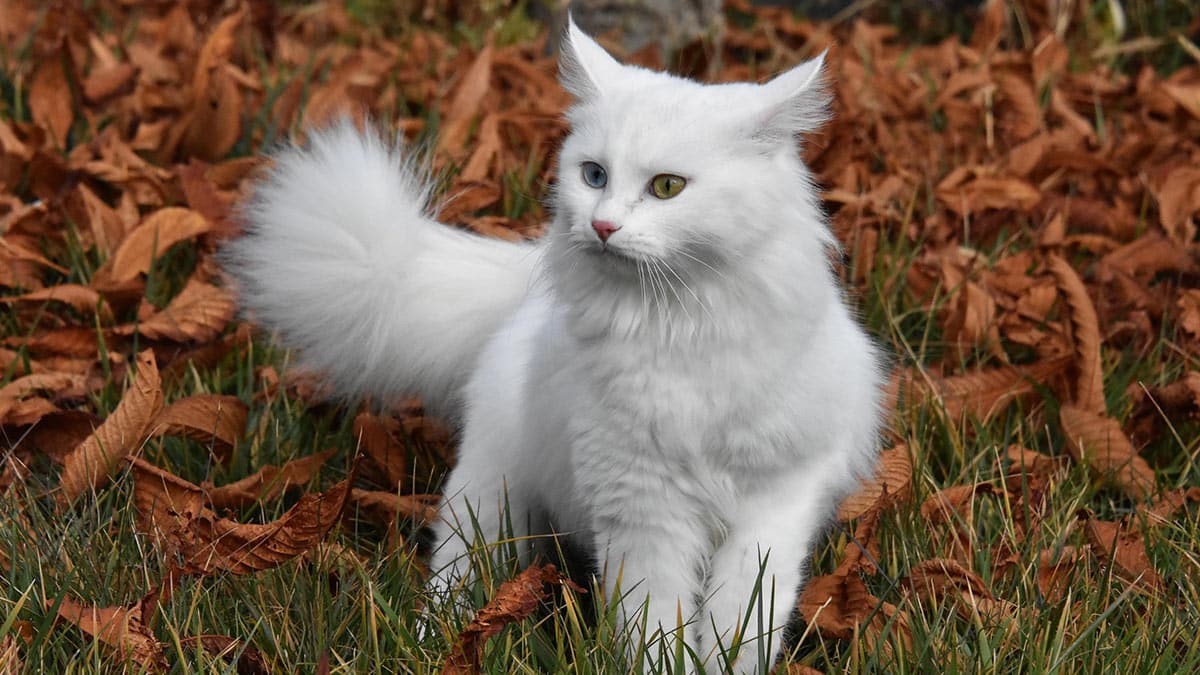 Van kedileri, sağlıklı bir nesil için düzenli olarak bu teste tabi tutuluyor