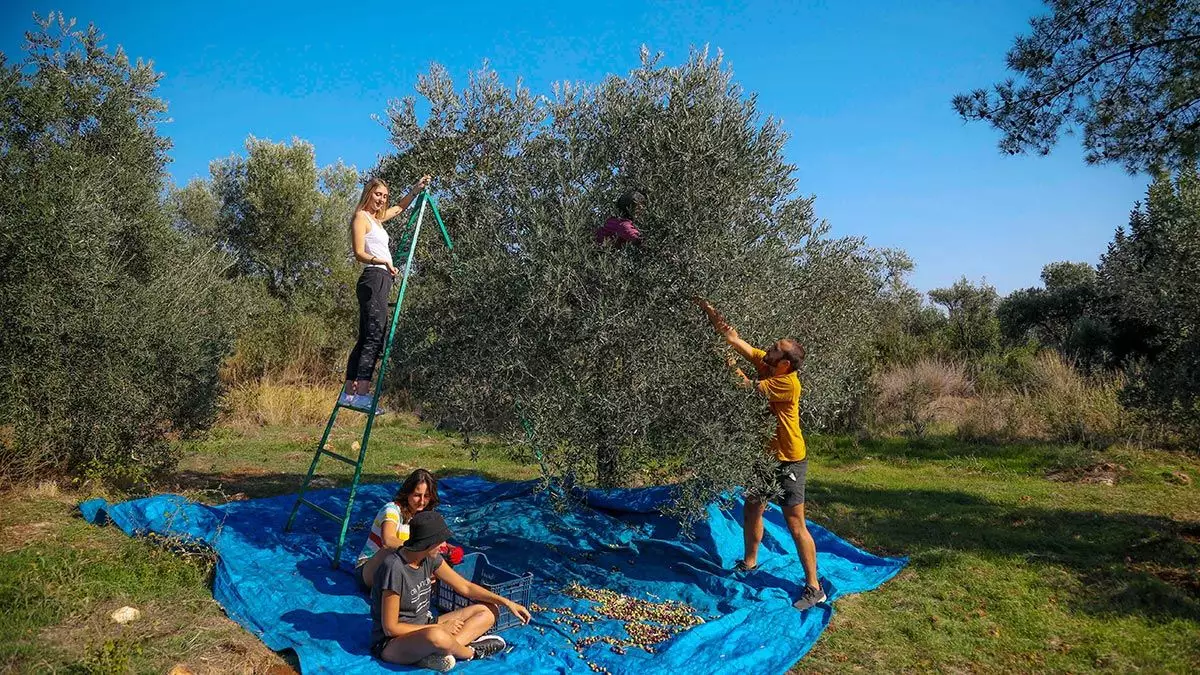 Yabancı 6 öğrenciden 4'ü zeytinpark'ta gerçekleştirilen zeytin hasadında çalışarak, zeytin topladı. Dallardan tek tek zeytinleri toplayıp sandığa dolduran öğrenciler, 3 ağacın tamamını hasat etti.