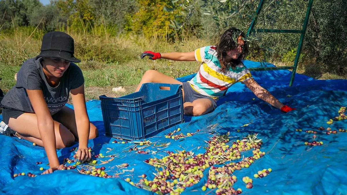 9 ay boyunca antalya'da birçok iş alanında görev yapmaları planlanan avrupalı öğrenciler, zeytinpark'ta devam eden zeytin hasadına katılarak zeytin topladı.