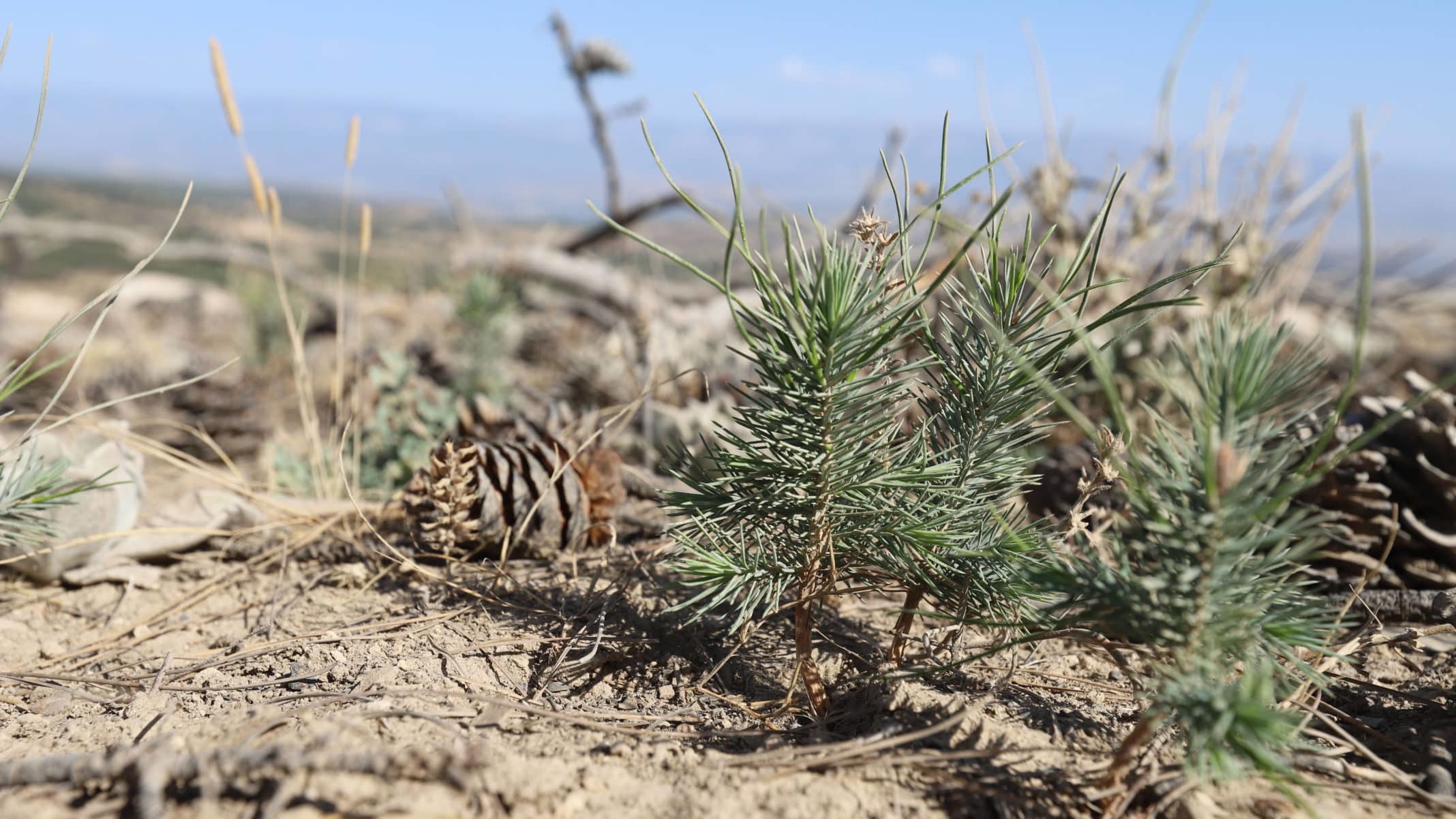 Yeni fidanlar yeşerdi