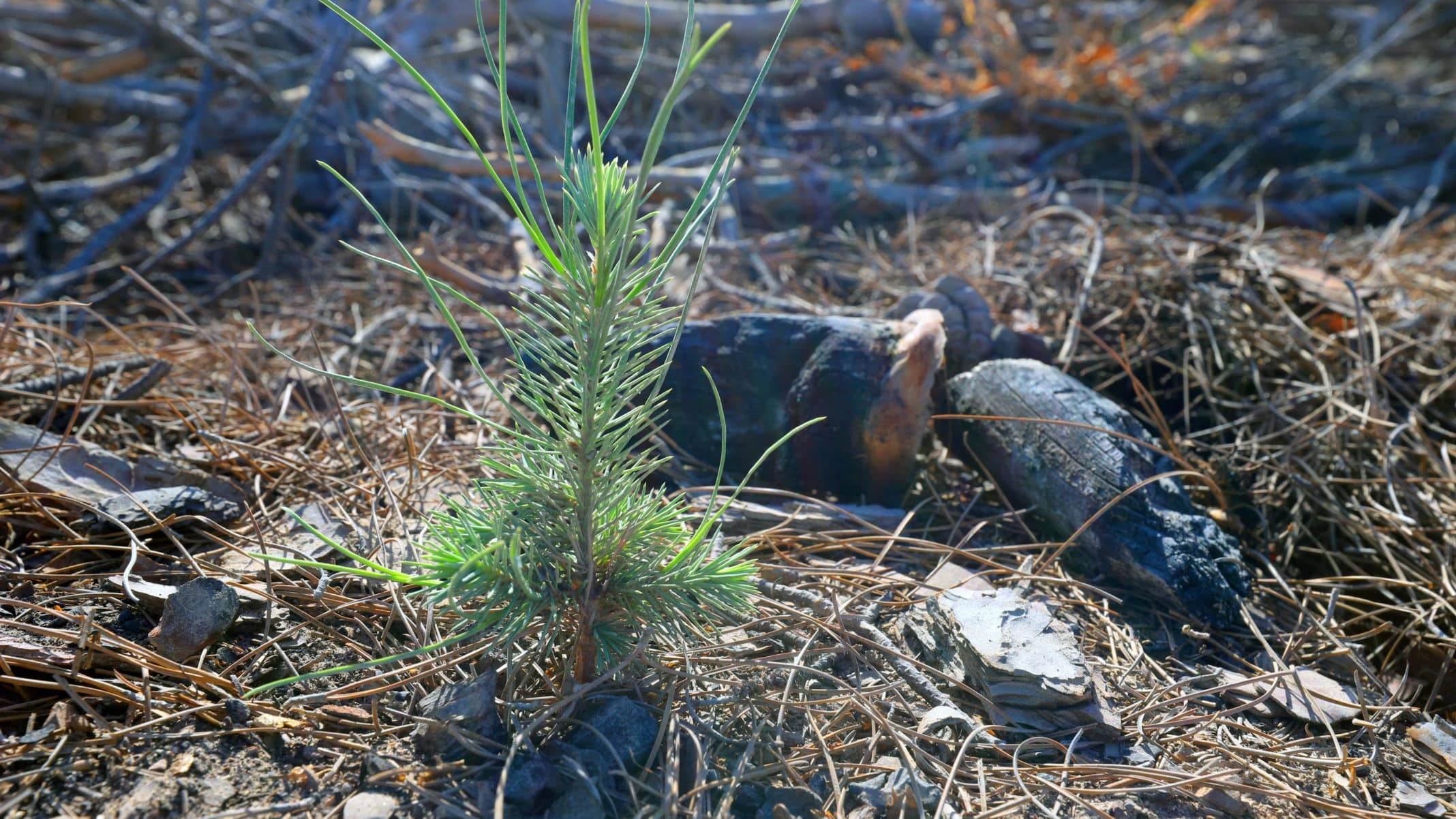 Yeni fidanlar yeşerdi