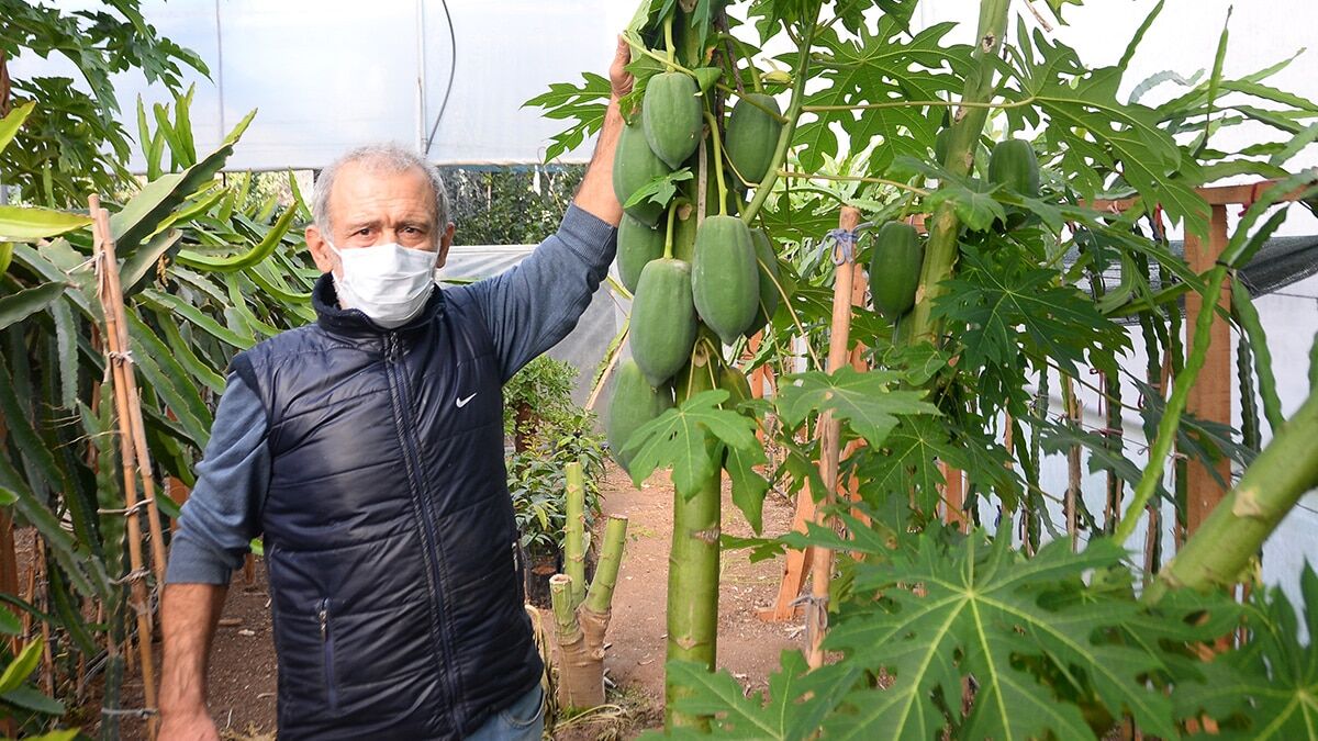 Mersin'de gemide çalışan Hidayet Coşkun (57), 15 yıl önce İspanya'da tadına baktığı papaya meyvesini, emekli olunca bahçesine kurduğu serada yetiştirmeye başladı. 100 ağacı bulunan Coşkun, sezonda ortalama 45 bin TL gelir elde ediyor.