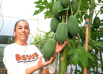 Papaya meyvesinden 45 bin TL gelir elde ediliyor