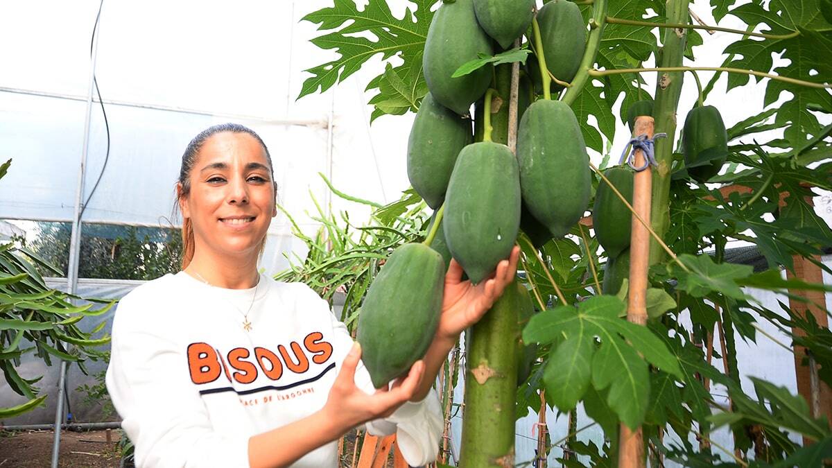 Papaya meyvesinden 45 bin TL gelir elde ediliyor