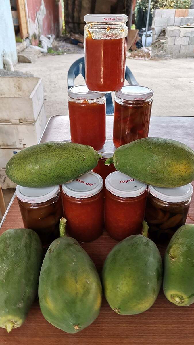 100 ağaçtan ortalama 10 bin meyve alan Coşkun, sezonda papaya meyvesinden 45 bin TL'ye yakın gelir elde ediyor.