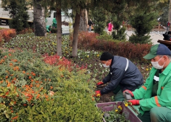 Kuğulu Park’ı kışlık çiçekler bezedi