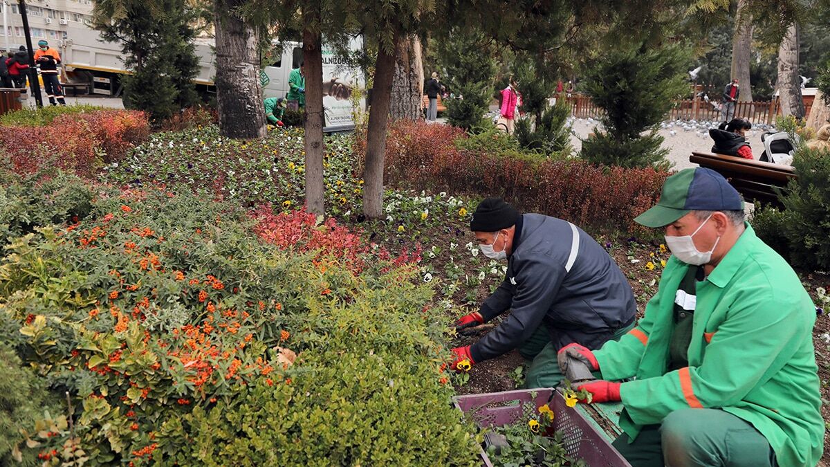 Kuğulu Park’ı kışlık çiçekler bezedi