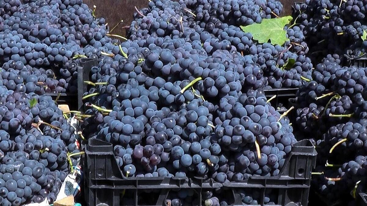 Erciş üzümü tescillendi