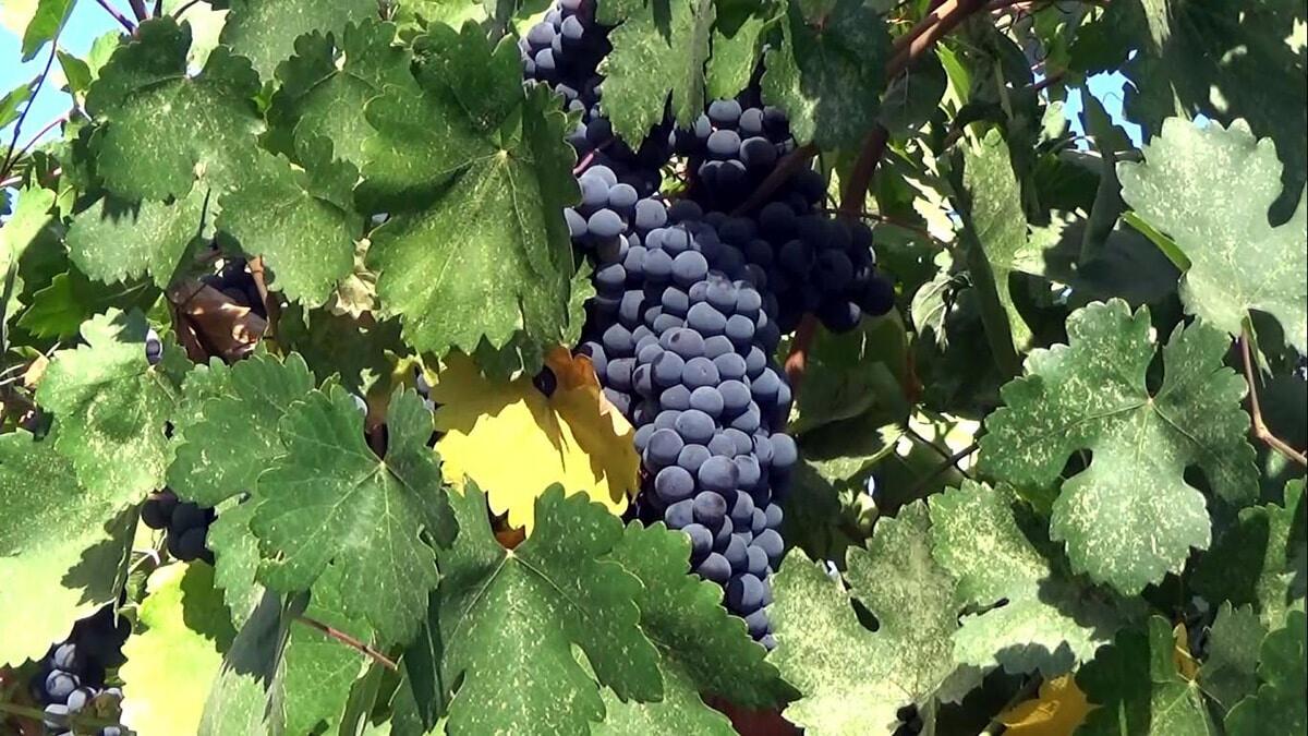 Erciş üzümü tescillendi