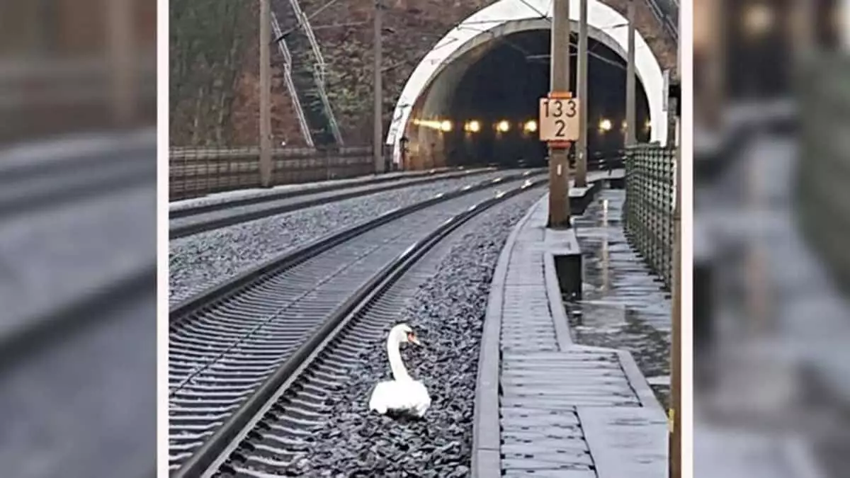 Kuğu için tren seferleri durduruldu