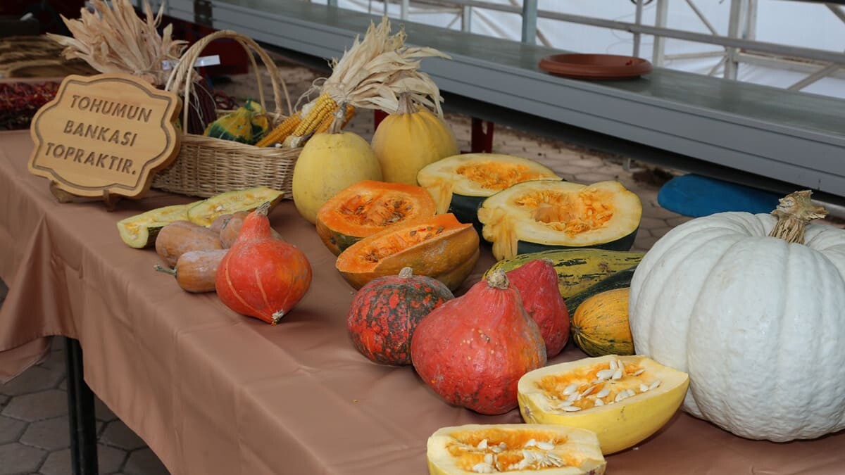 Eskişehir Büyükşehir Belediyesi Türkiye'nin tarımda dışa bağımlılığının önüne geçebilmek için yerli tohum konusunda önemli çalışmalara imza atıyor.