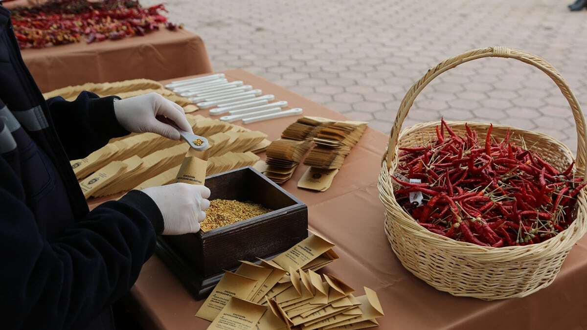 Büyükşehir yerli tohum konusuna önem veriyor