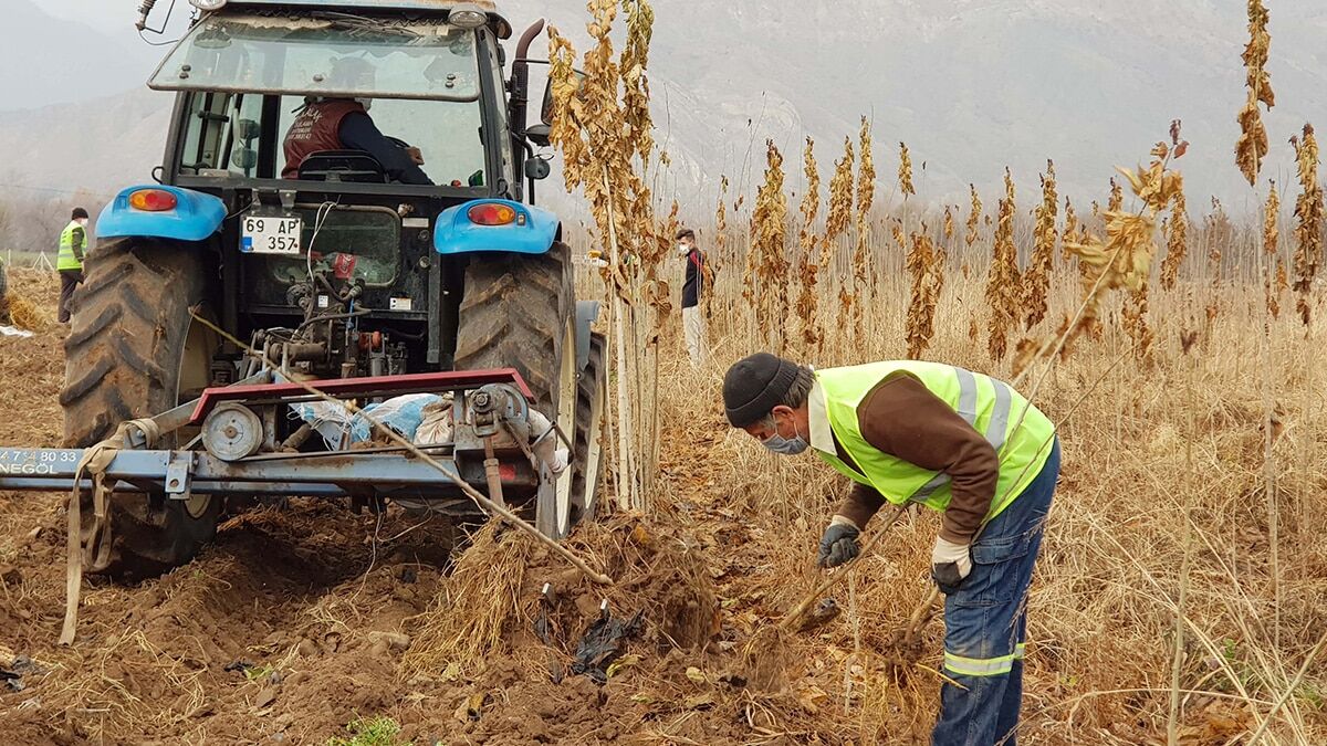 Dut fidanları üreticilerle buluşmaya hazırlanıyor