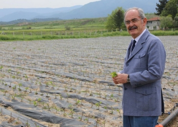 Dut fidanları üreticilerle buluşmaya hazırlanıyor