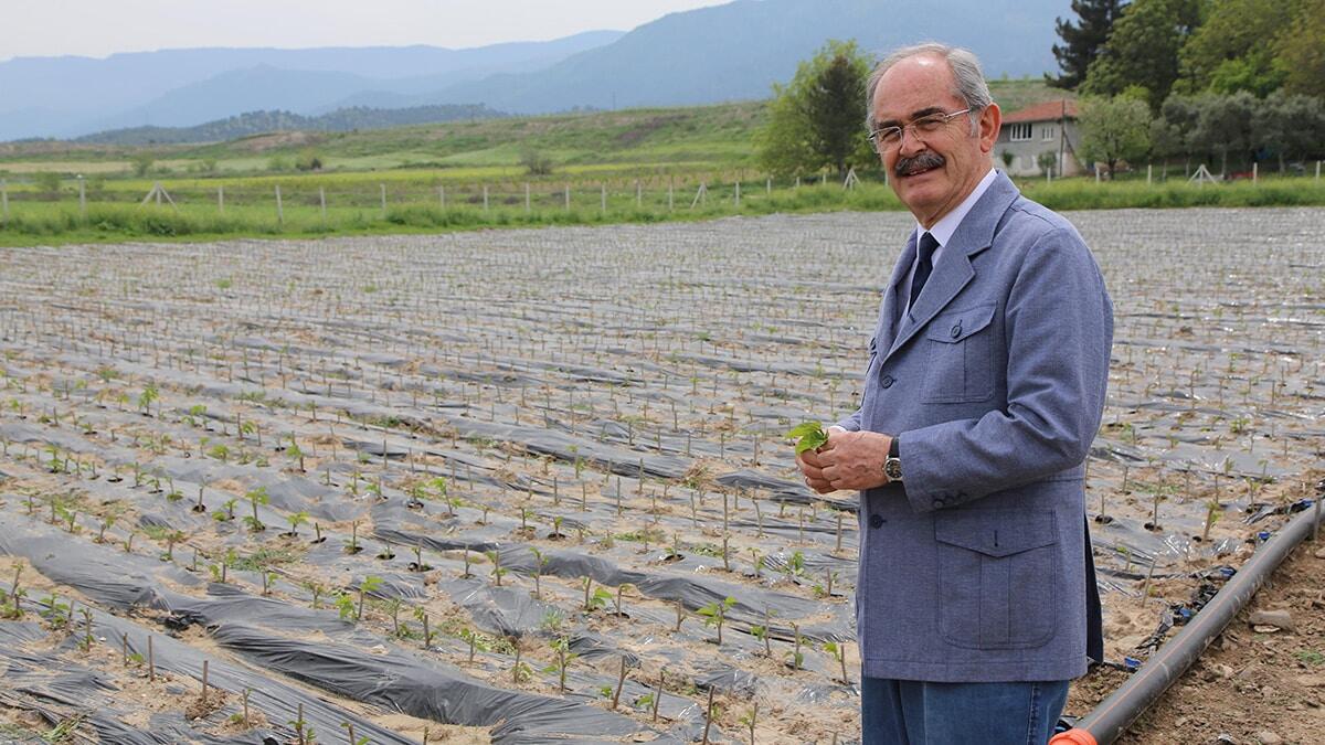 Dut fidanları üreticilerle buluşmaya hazırlanıyor