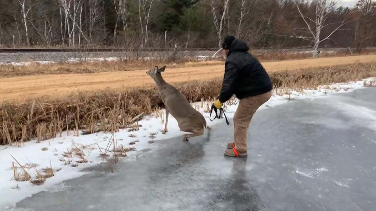 Gölde buzun kırılması sonucu mahsur kalan geyik kurtarıldı