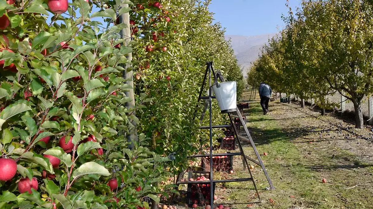 Afyonkarahisar'ın elmaları avrupa'ya ihraç ediliyor