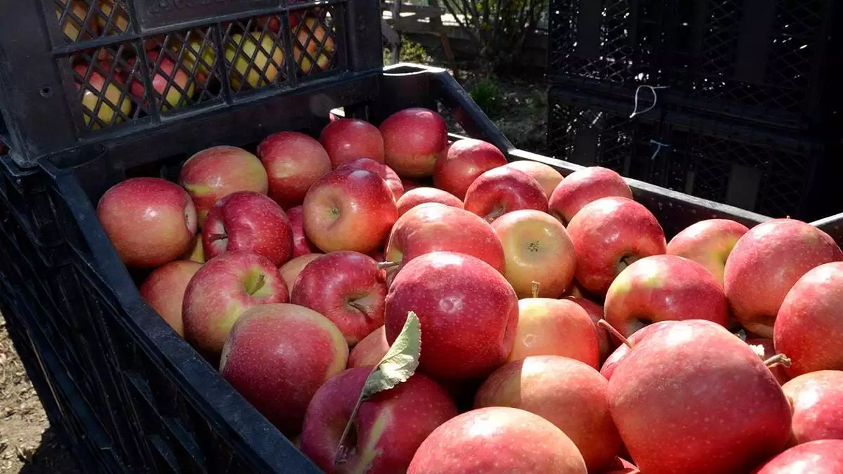 Afyonkarahisar'ın elmaları avrupa'ya ihraç ediliyor