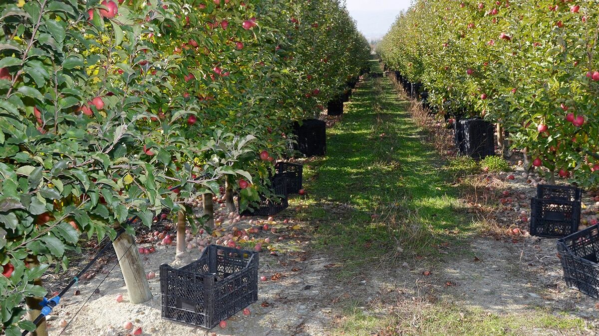 Türkiye'de elma üretiminde 15'inci sırada yer alan Afyonkarahisar'ın elmaları, yurt içinde ve dışında değerlendiriliyor.