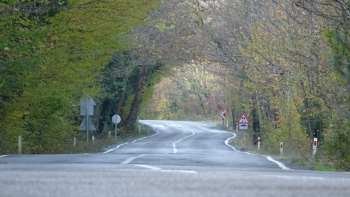 Ağaç dallarından oluşan tünel görsel şölen oluşturuyor