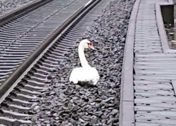 Eşi için yas tutan kuğu tren seferlerini durdurdu