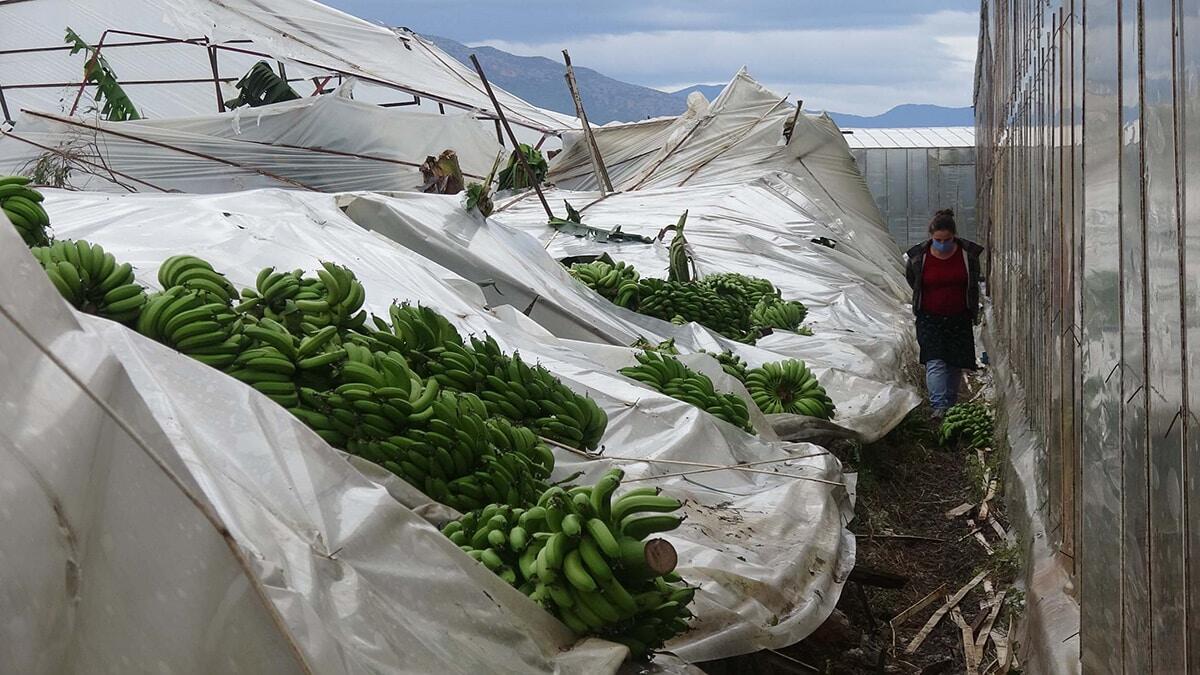 Hortum muz seralarına zarar verdi