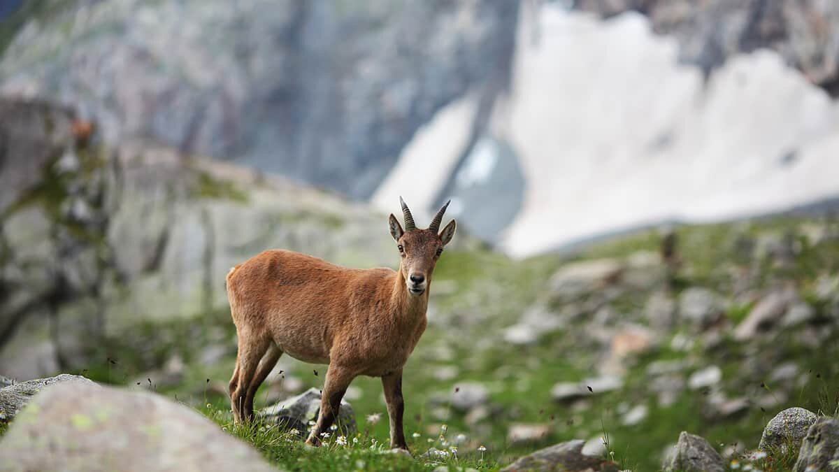 47 yaban keçisi avı iptal edildi