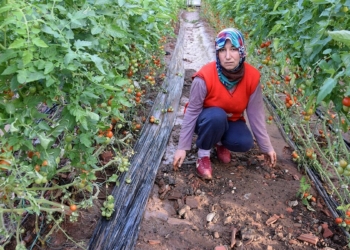 Antalya'da sağanağın zararı büyük